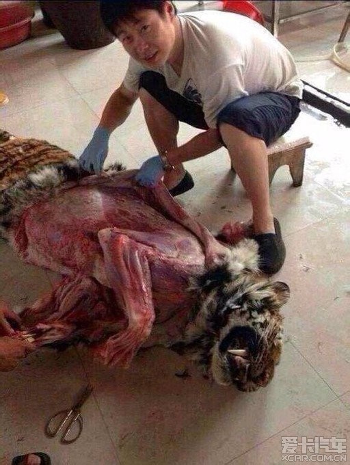 获得虎皮,还吃虎肉!