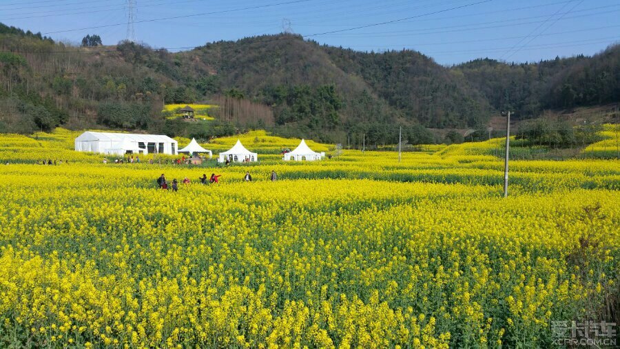 重庆路油菜花
