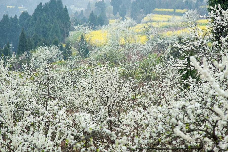  德阳市双东镇李花一日游(美图)