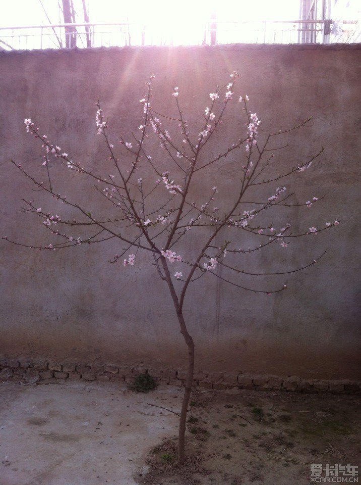 一颗小桃树