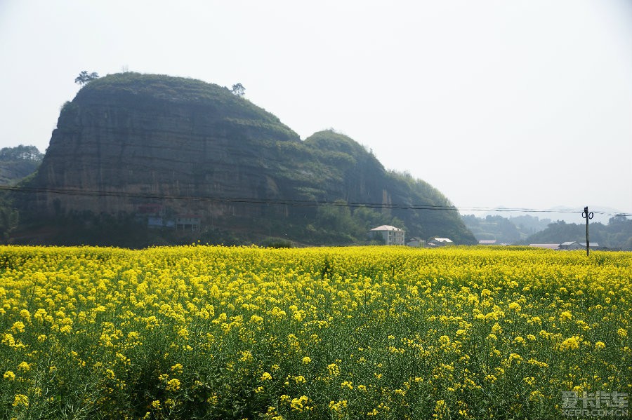 中心村的花海.