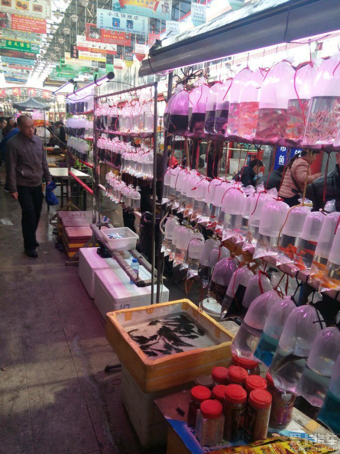 清晨七点的十里河花鸟鱼虫市场市场.