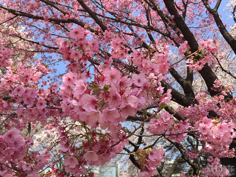4月初 日本东京 大阪 名古屋 看樱花 迪斯尼 简