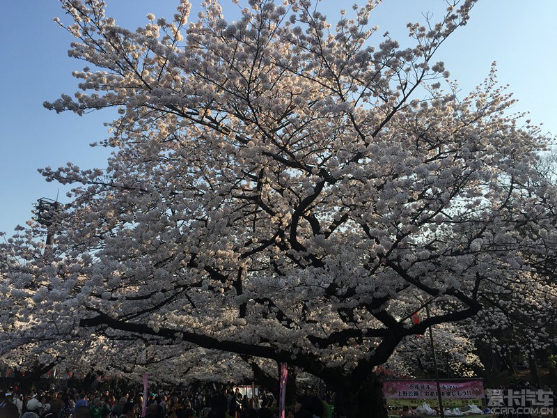 4月初 日本东京 大阪 名古屋 看樱花 迪斯尼 简