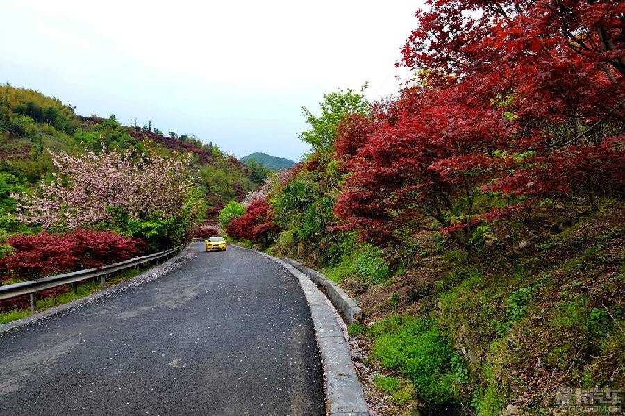 转发宁波鄞州区杖锡山赏樱自驾游记只看楼主的帖子