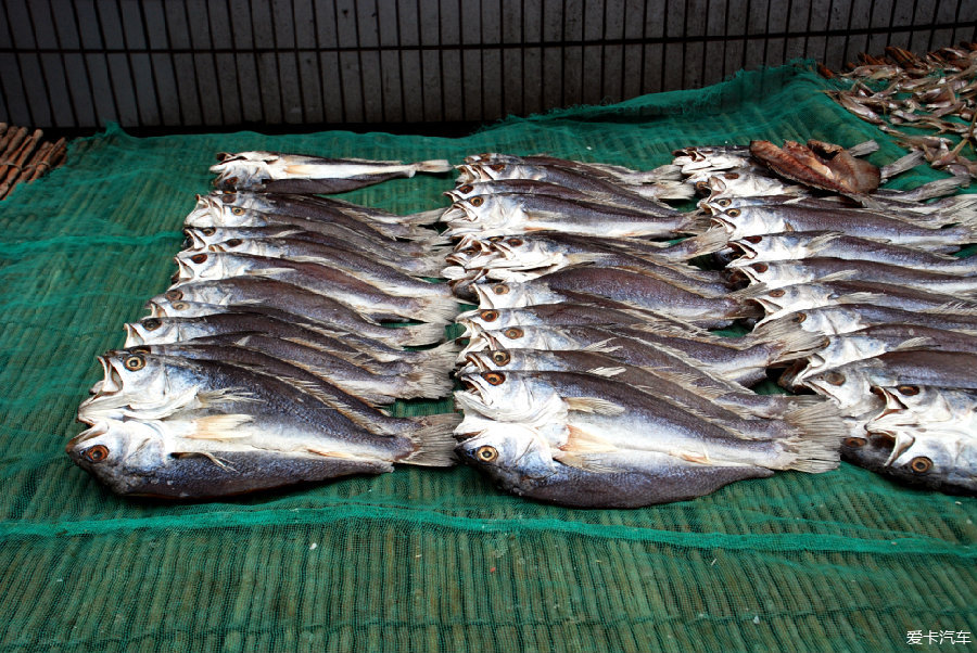行行摄摄:金山嘴渔村上海活着的鱼文化博物馆
