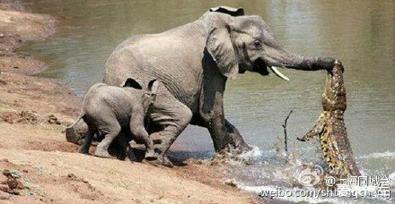 【实拍:大象被鳄鱼咬住鼻子,小象拼命砸鳄鱼救