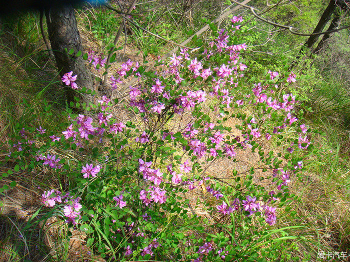 山上的野花