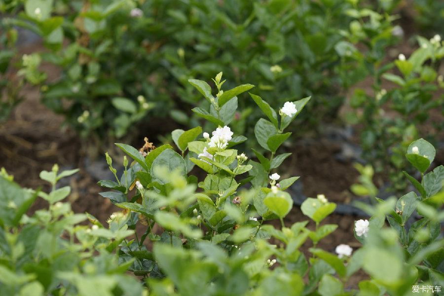 好一朵美丽的茉莉花(犍为茉莉花基地)