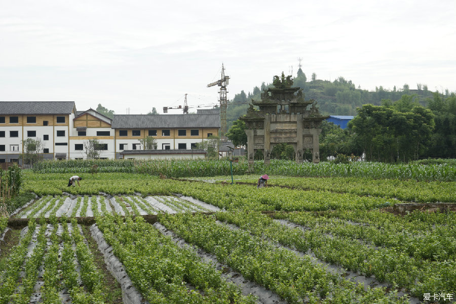 好一朵美丽的茉莉花(犍为茉莉花基地)