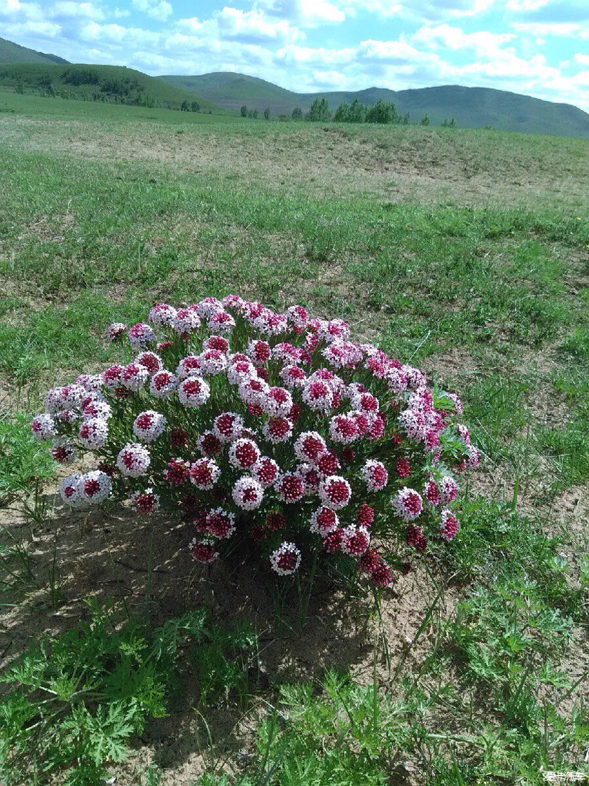 蒙花