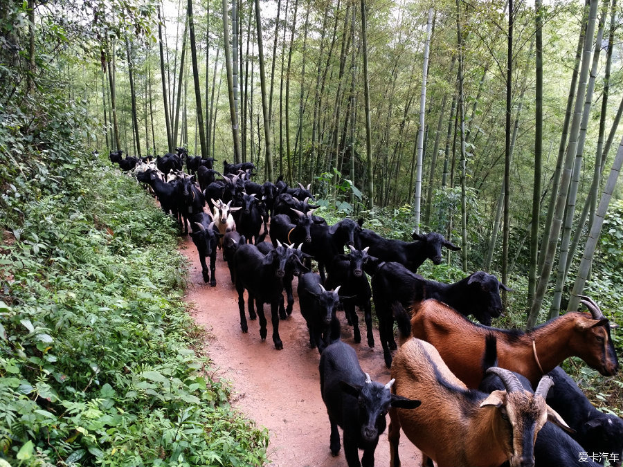 来了一群山羊.