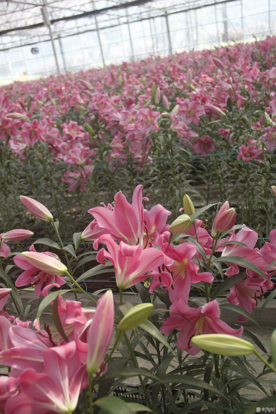 绵阳江油大康百合花.