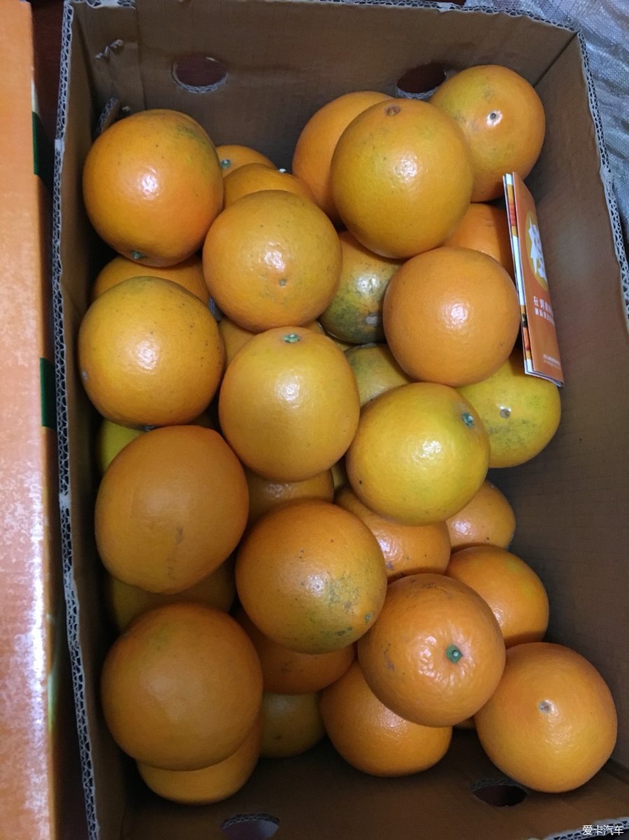 华科橙哥,你的橙子好大啊