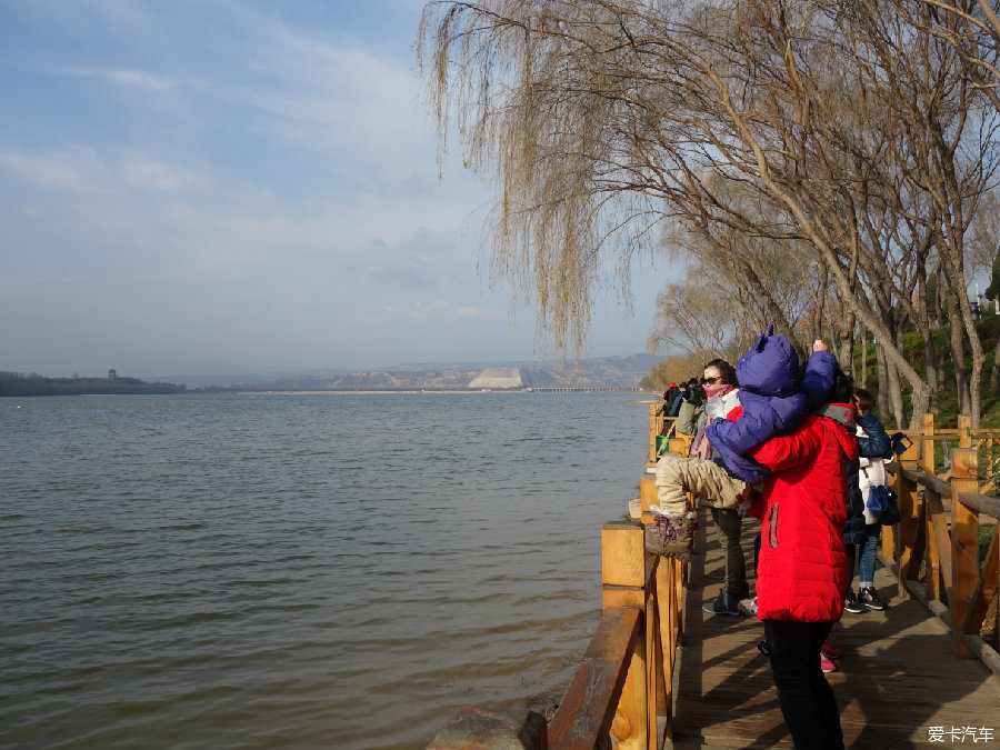 寒风凛凛 三门峡湿地公园观赏天鹅_河南汽车论