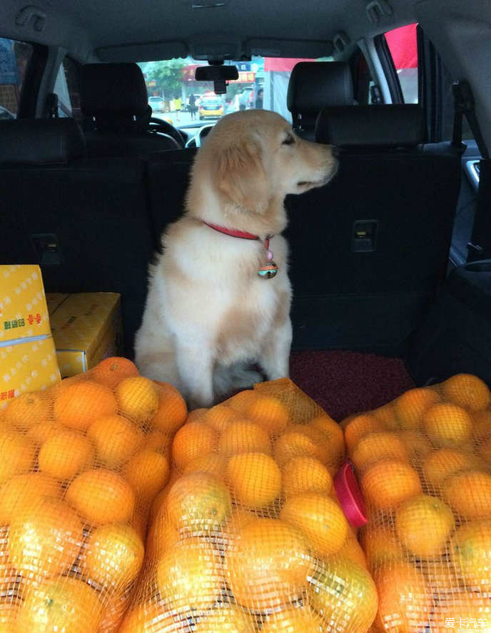 带着汪星人一起回家乡享受摘橙子的快乐!_江西