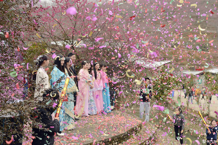 新丰行 在樱花盛开的季节遇见最美的你_广东汽