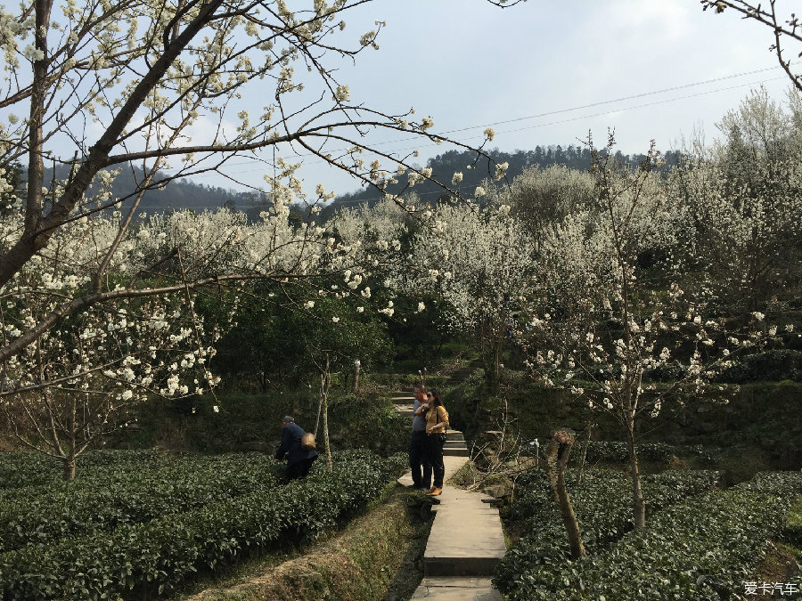 【图】今天去了浦江樱桃山,随便发点照片_1_四川论坛_爱卡汽车