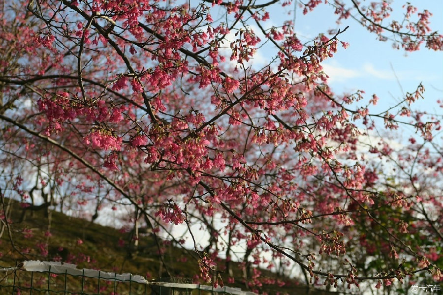 一枝梨花压海棠