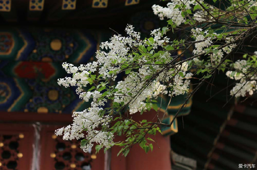 实拍千年古刹法源寺丁香花