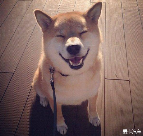 秋田犬真的很可爱,会笑呢哈哈