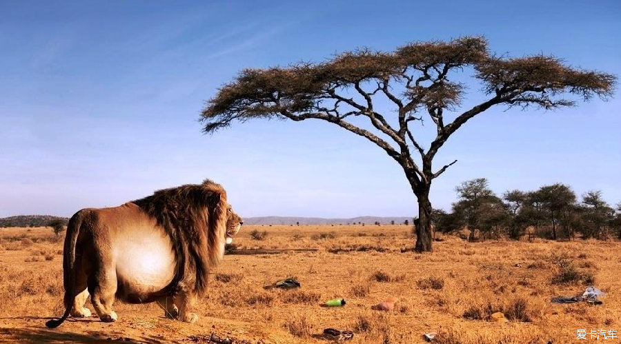 转:在非洲差点被鬣狗吃掉的惊险故事(西瑞配图