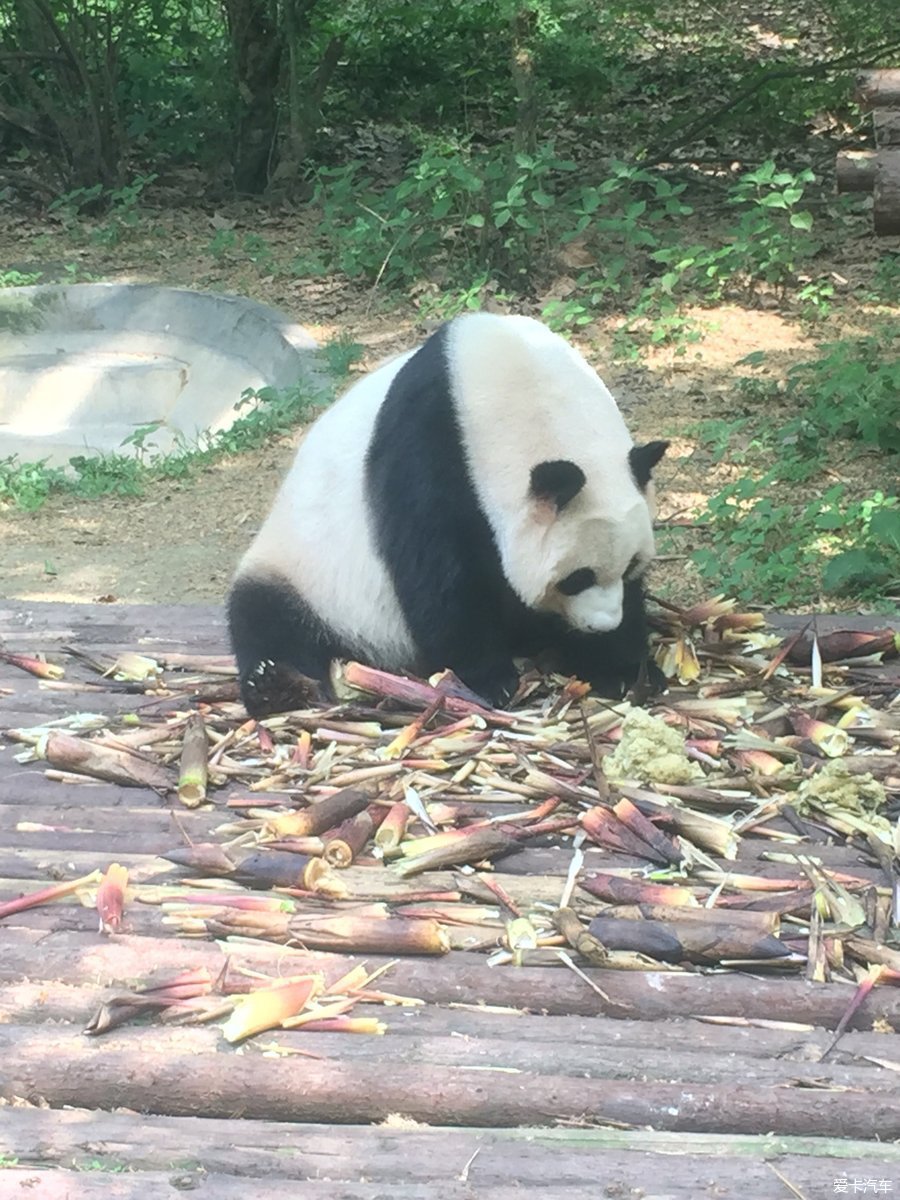 溪,熊猫基地四日游_谈股论金_股票论坛_期货论