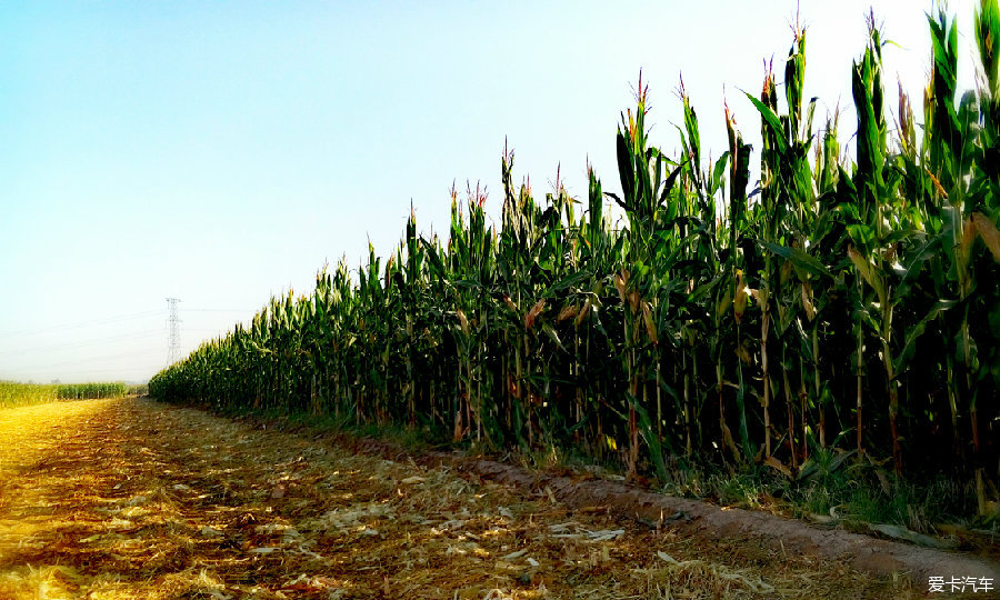 丰收季节,一片片玉米地,让人联想起电影《红高