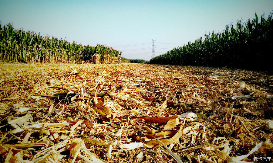 丰收季节,一片片玉米地,让人联想起电影《红高