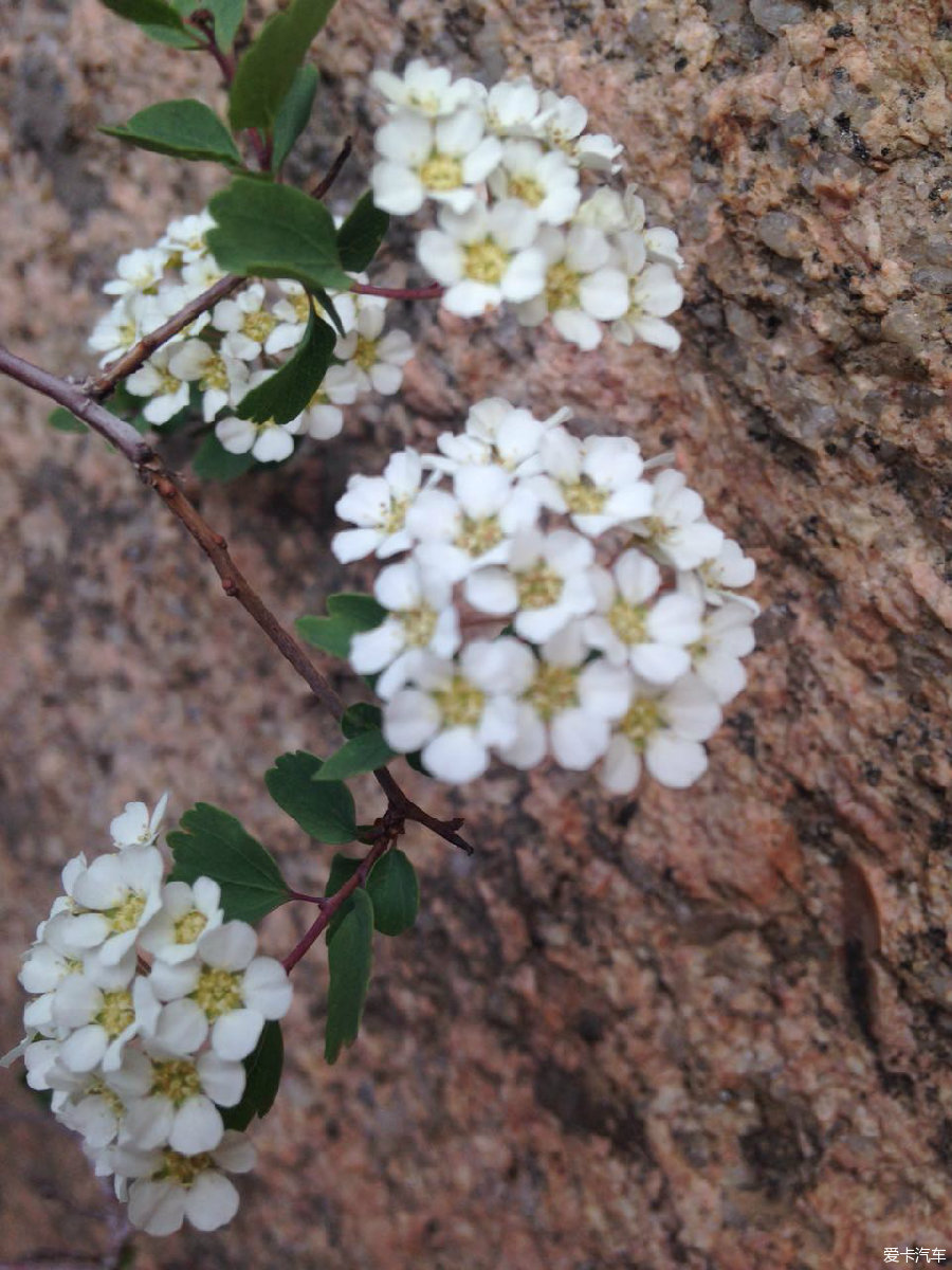 途中看到的小花,生长在石头缝里,坚强而美丽