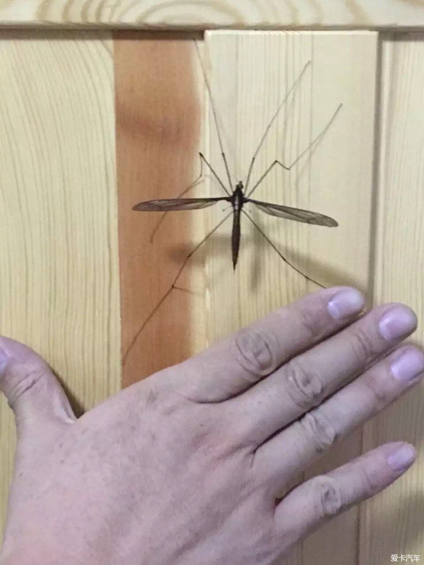 > 你见过最大的蚊子有多大?
