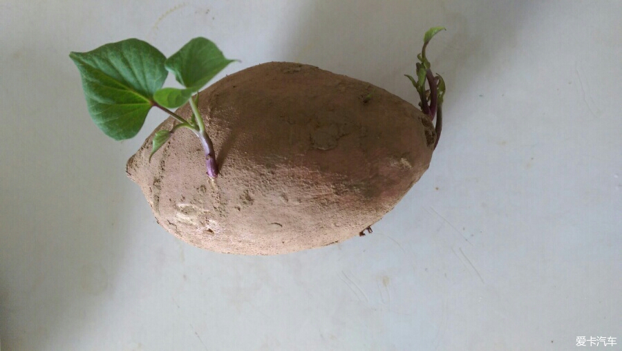 这是发芽的红薯地瓜苕_上海汽车论坛_XCAR 