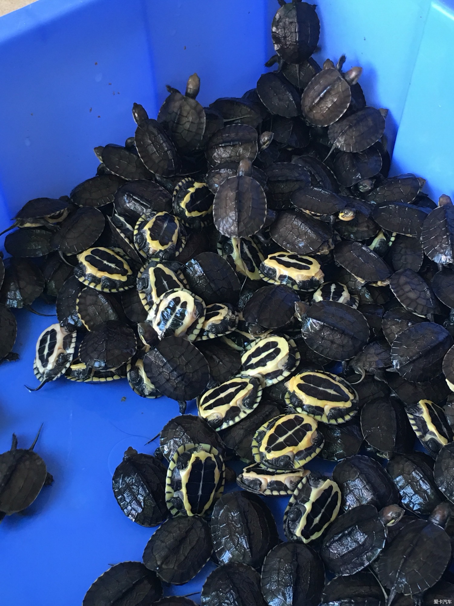 出售自家养殖的石金钱龟龟苗,喜欢养宠物的进
