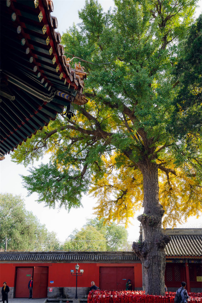 游北京五塔寺,万寿寺随拍