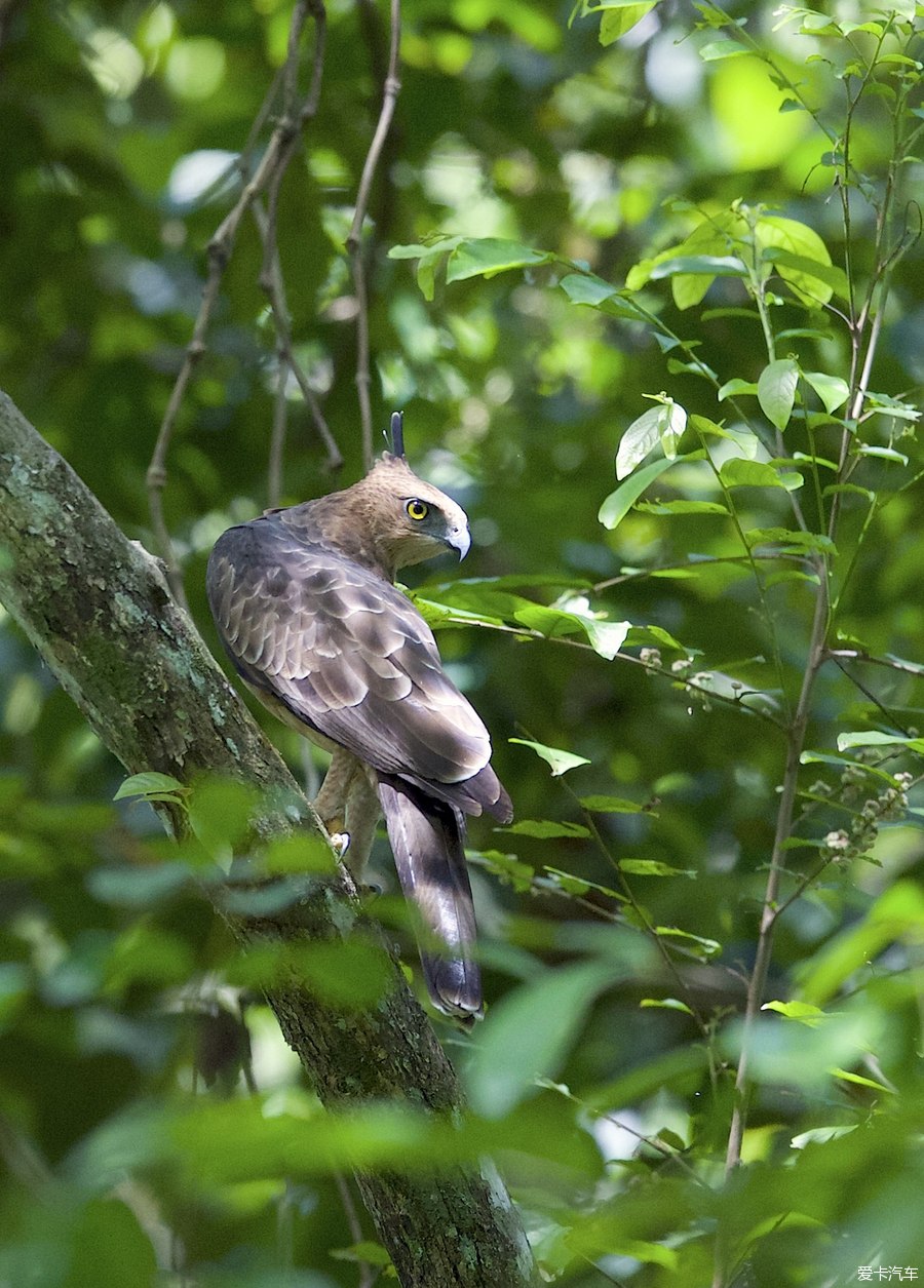 马来西亚山打根拍3天生态摄影:拍鸟50余种:85
