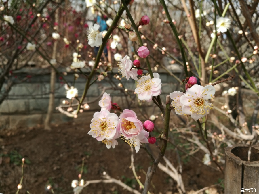 犹有花枝俏鹫峰山下梅花艳