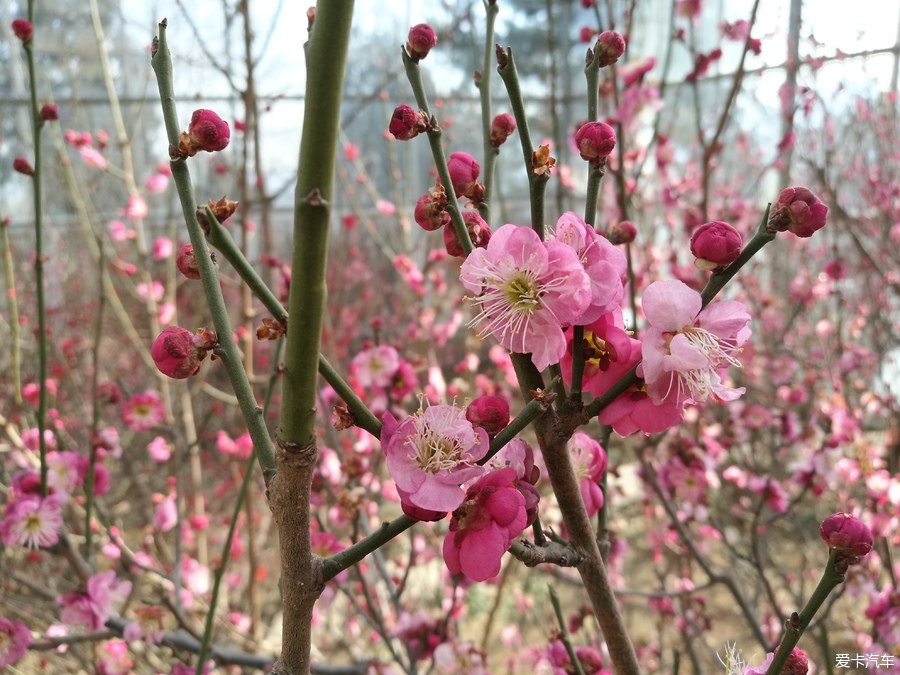 犹有花枝俏鹫峰山下梅花艳