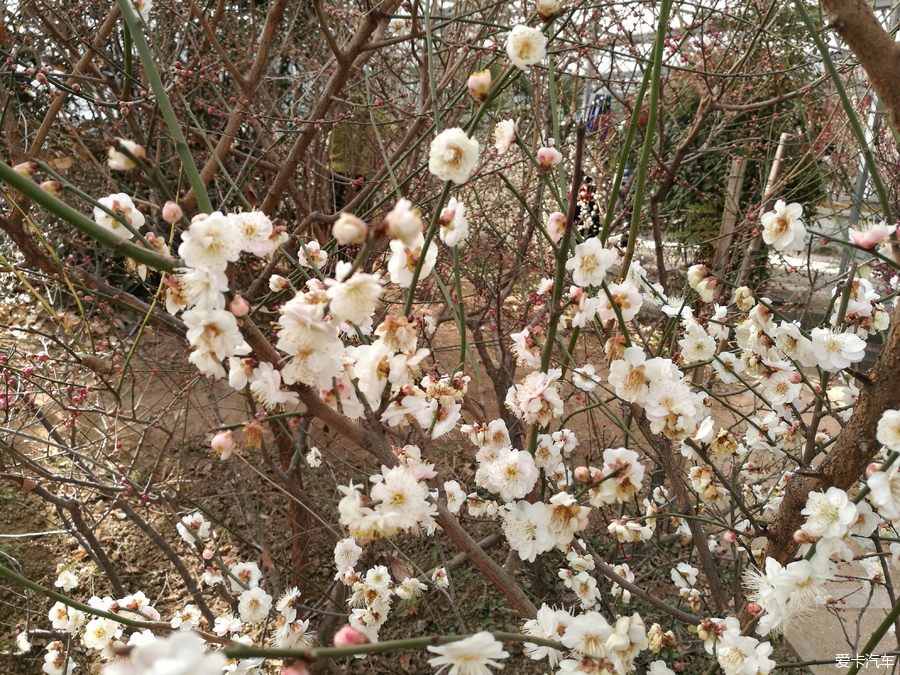 犹有花枝俏鹫峰山下梅花艳