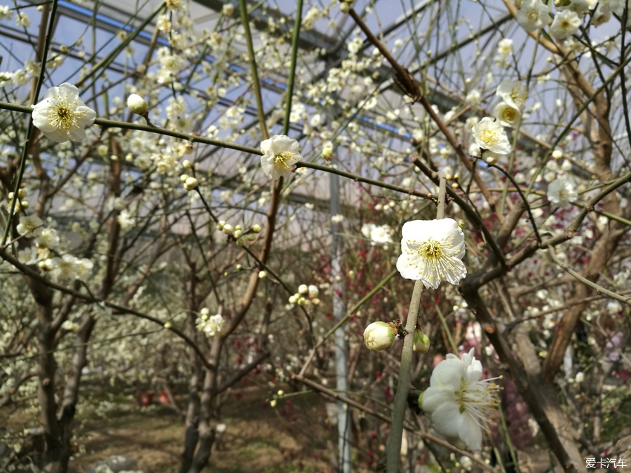 犹有花枝俏鹫峰山下梅花艳