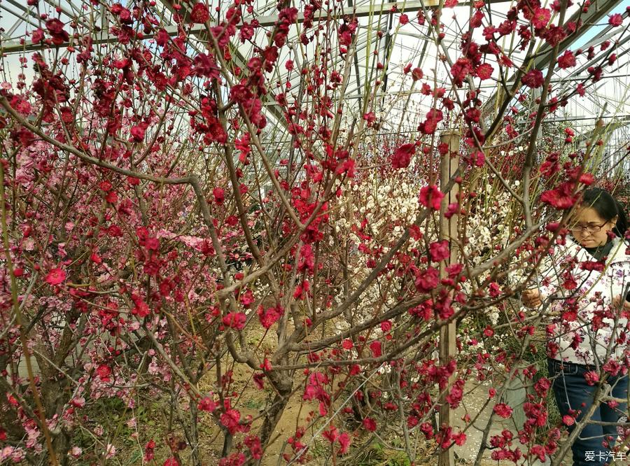 犹有花枝俏鹫峰山下梅花艳