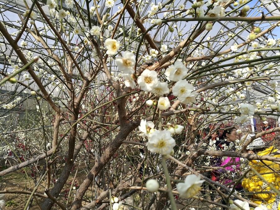 犹有花枝俏鹫峰山下梅花艳