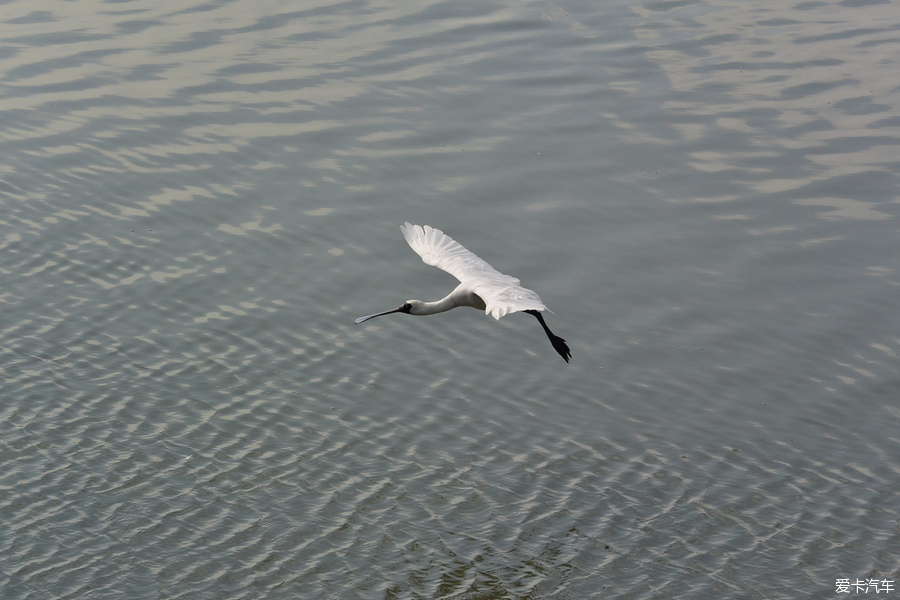 深圳湾的候鸟要回家了，留几张照片吧