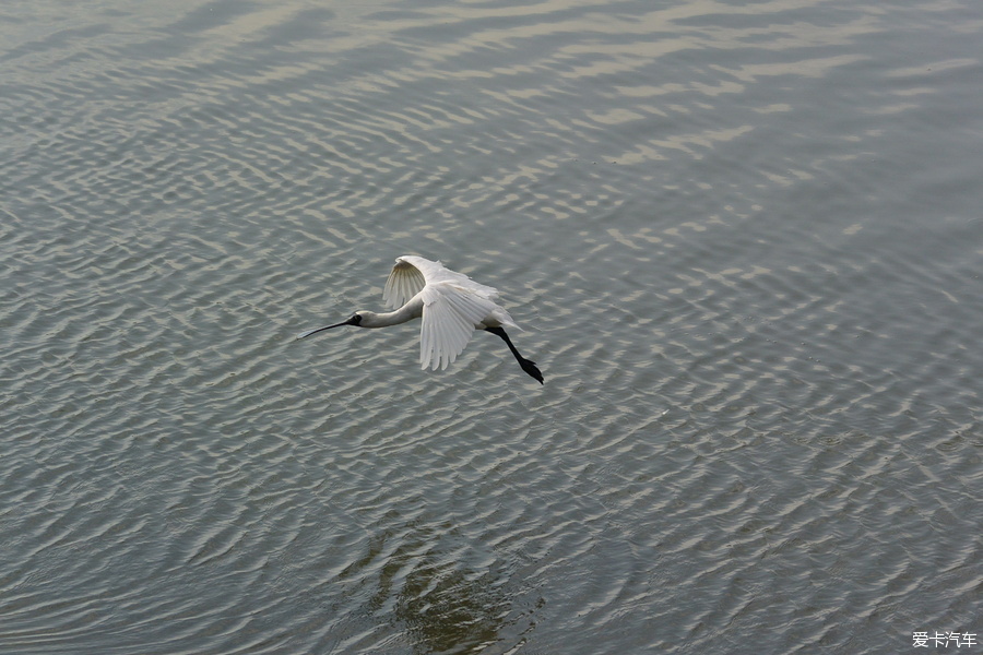 深圳湾的候鸟要回家了，留几张照片吧