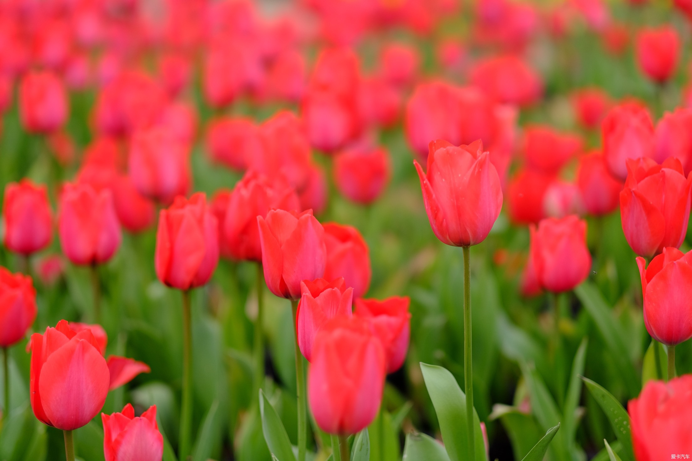 恭贺新斑竹上任，一组花卉照片，祝愿gle版红红火火。