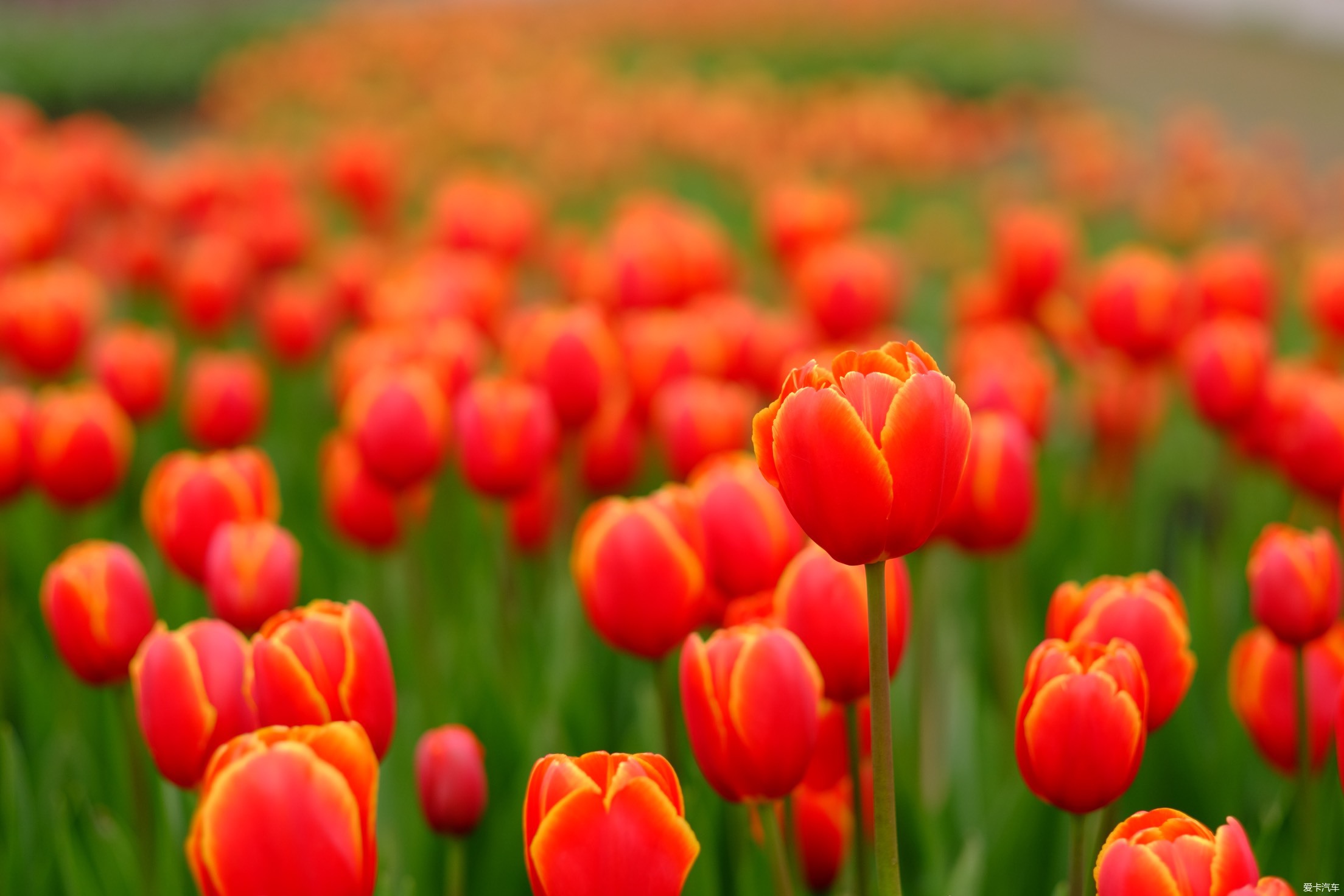 恭贺新斑竹上任，一组花卉照片，祝愿gle版红红火火。