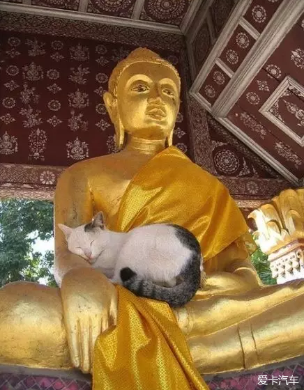 一群被佛祖们收编了的喵星人,阿弥陀佛~ 猫真