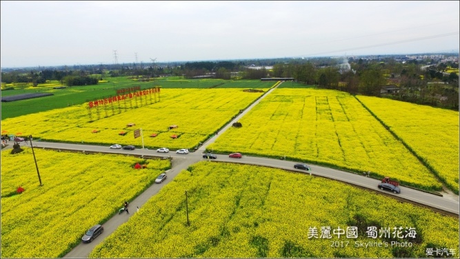 油菜花海重庆路