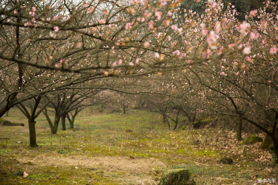 ★春来到 赏花踏青季 大邑雾山乡李花节一日游