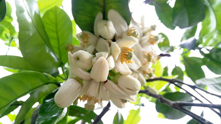 回锅肉美食览松林柚子花一日游_第5页_四川汽