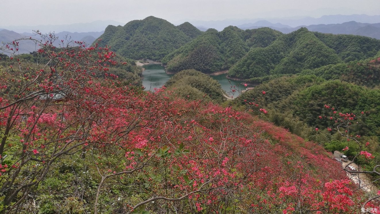 大幕山杜鹃花已开